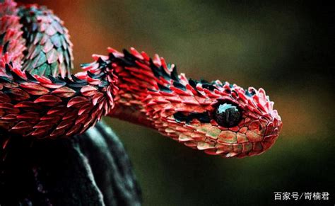探索世界上最大的活蛇-纪录片视频-免费在线观看-爱奇艺