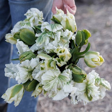 Buy tulip collection The Notting Hill 'tulip collection': Delivery by ...