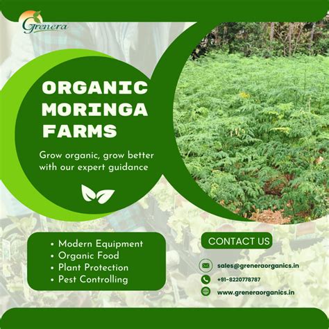 Organic Moringa Farming Methods in India | Grenera – greneraindia