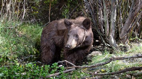 Bear enters home near Tahoe, injures 87-year-old couple