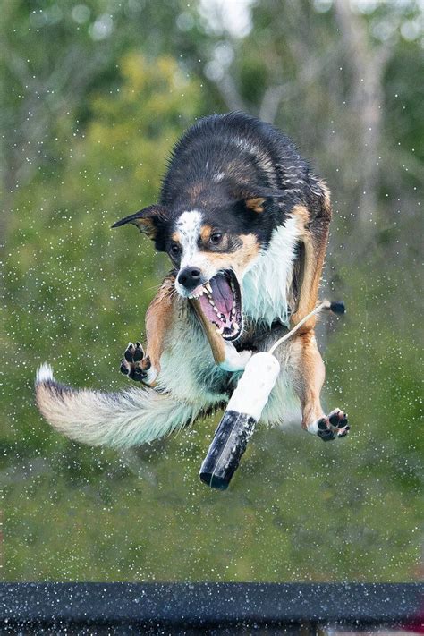 Image result for Dock Diving Dogs