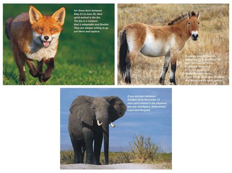 P11G-1001 Poster Pack of 11 Animals Poster | Vivid Print India - Get ...