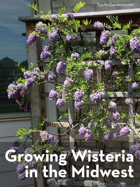 Growing Wisteria in the Midwest - Spotts Garden Service
