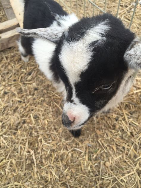 Image result for Animal Connection