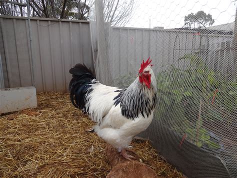 Sussex For Sale | Chickens | Breed Information | Omlet