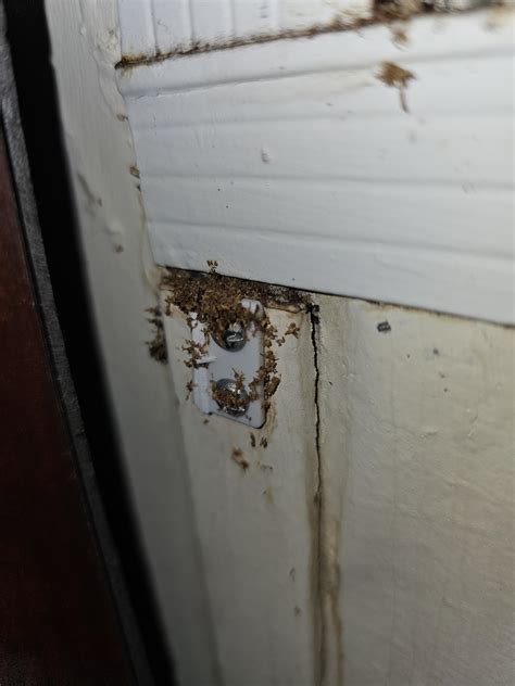 Carpenter Ant Damage Vs Termite Damage