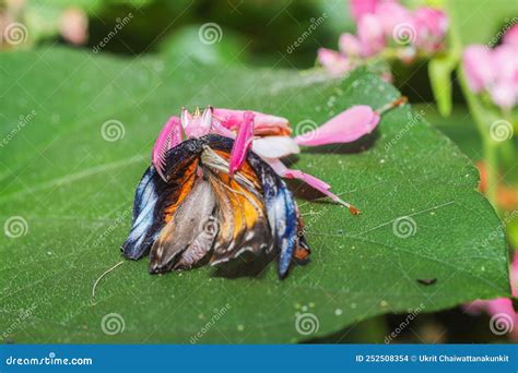 Orchid Flower Mantis