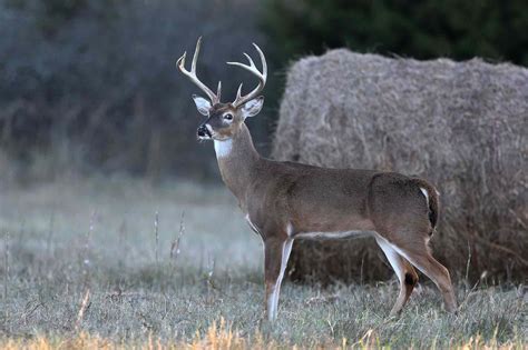 North Carolina Officials Warn That Dangerous Deer Attacks Are on the ...