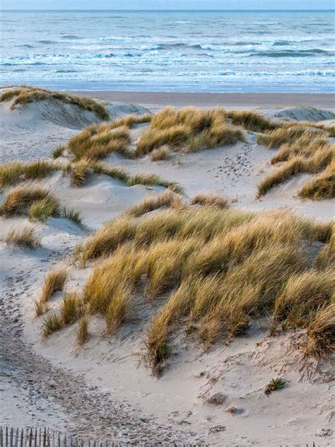 Erosion Control Plants - Preventing Erosion With Native Plants & Grasses
