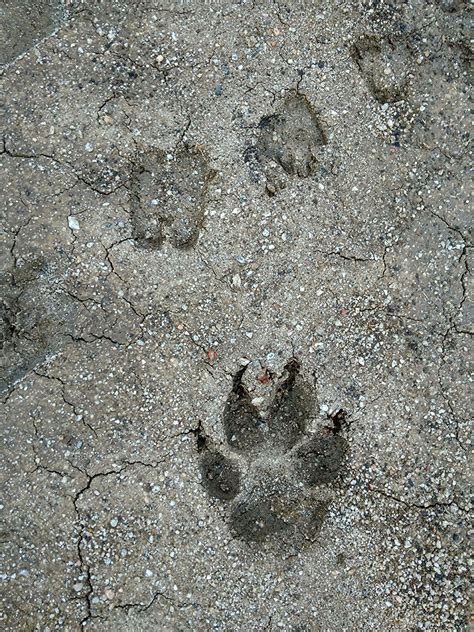 In our love for the tiger, are we losing the soul of the Deccan ...