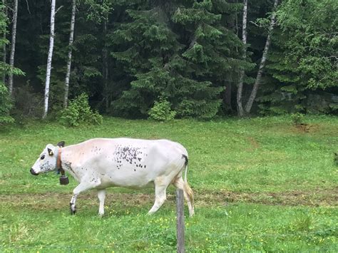 Malung Tourism (2023): Best of Malung, Sweden - Tripadvisor