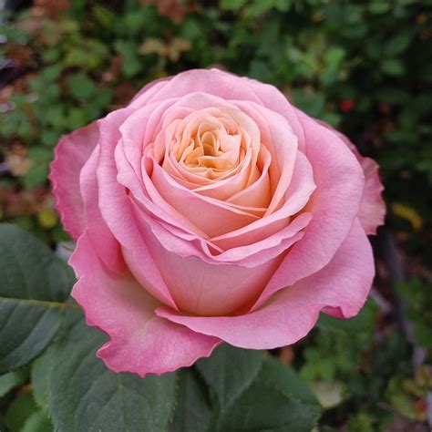 Apple Pie® | Rosen Tantau