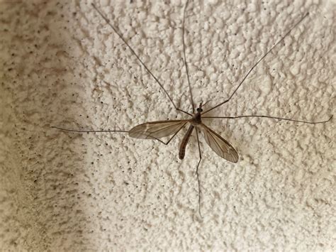 Crane Flies | Gardening in the Panhandle