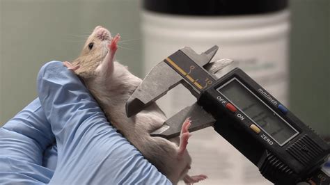 Image result for Intraperitoneal Injection Mice Model