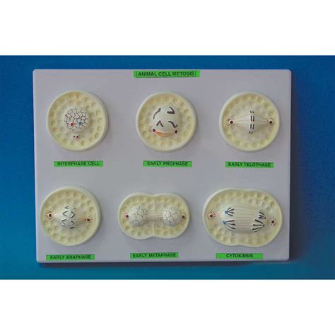 Animal Cell Mitosis Zoology