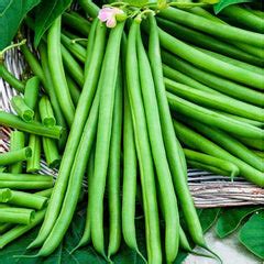 March Sowing Guide: Best Crops to Plant in March for Indian Climate ...