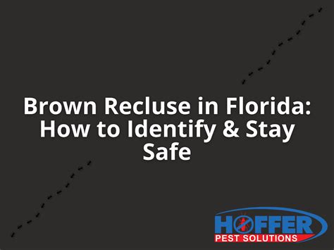 Brown Recluse in Florida: How to Identify & Stay Safe