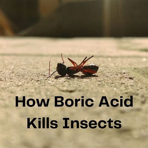 How Is Boric Acid Able to Kill Insects? - Dengarden