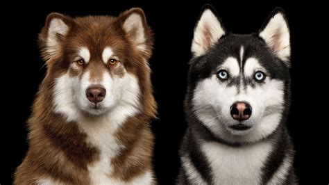 Siberian Husky vs. Alaskan Malamute: What’s the difference? | PetsRadar