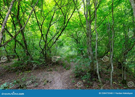 Path through Natural Dense Forest Stock Photo - Image of dirt, peace: 258473348