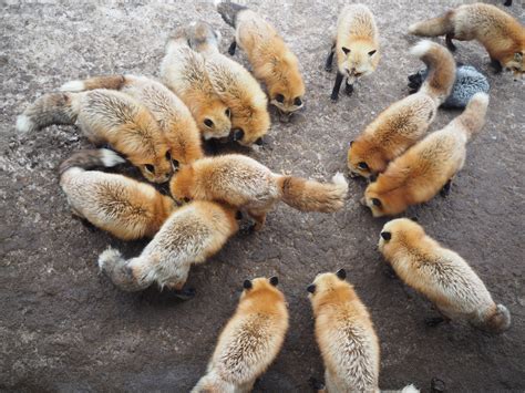 Types of Foxes | Species Of Foxes - All Things Foxes - species of fox