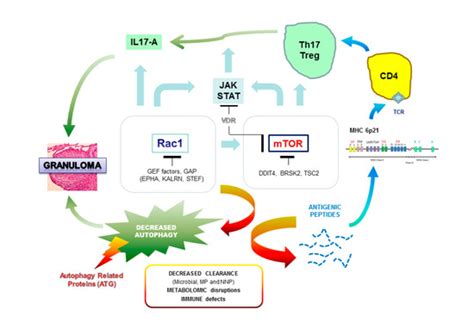 Current Insights in Genetics of Sarcoidosis: Functional and Clinical ...