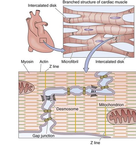 Cardiac Muscle Structure 的图像结果