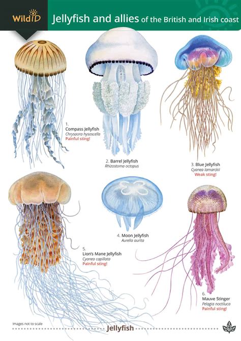 Types Of Jellyfish Poster at Robert Locklear blog
