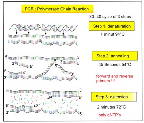 Image result for PCR 4 Step Process