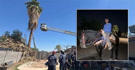 Tree trimmer dies after being rescued from 50-foot palm tree in Phoenix ...