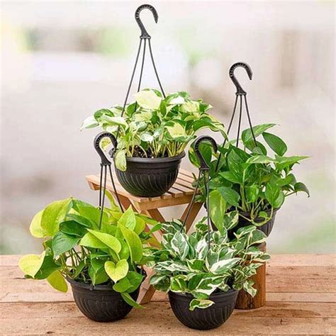 Buy Plants Online in Delhi - Best Online Nursery Plant Store in India