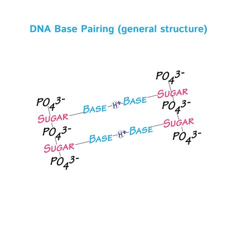 Base pair Structure 的图像结果