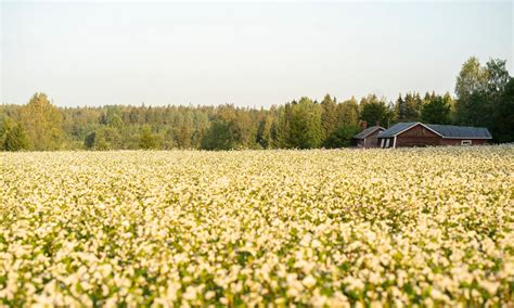 Agriculture In Finland