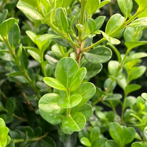 Wintergreen Japanese Boxwood Hedge Seeds (Buxus microphylla)