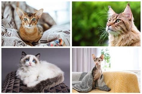 Friendliest Cat Breeds