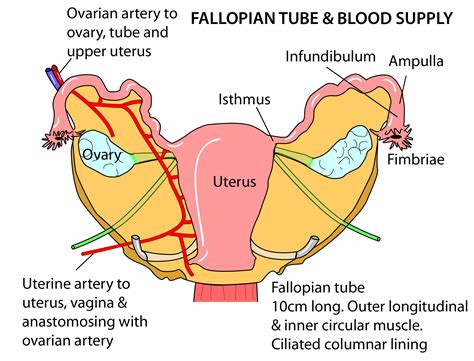 Broad Ligament Diagram - vrogue.co