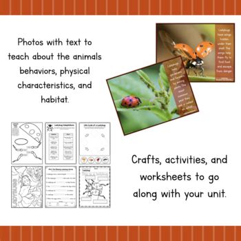 Image result for Ladybug Science