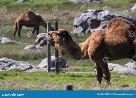 California Farm Scenery - Arabian Camel - Dromedary - One-hump Stock ...