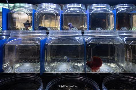 Easy Tropical Fish Farm Java 的图像结果