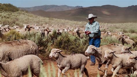 Image result for shepherds