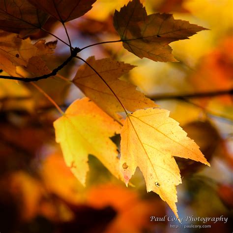 Leef Fill Color 的图像结果