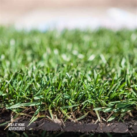 How to Care for New Sod: A Beginner's Guide