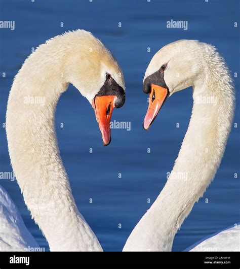 The Easy Way To Tell Male Vs Female Swans Apart