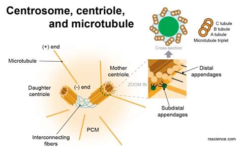 Centrosomes - the engine of cell division - definition, structure ...