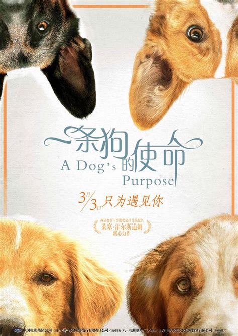 《一条狗的使命》 全集在线高清观看-红领巾影院