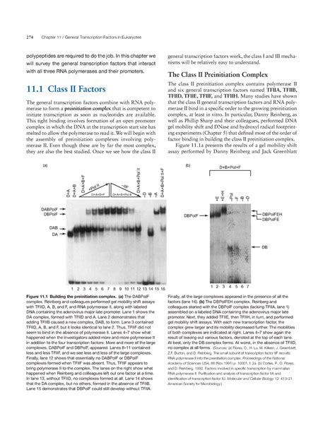 General Transcription Factors in Eukaryotes Part 1 - 274 Chapter 11 ...