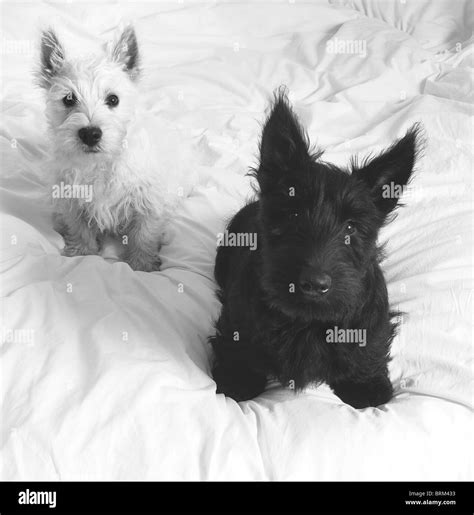 Black Westie Puppies