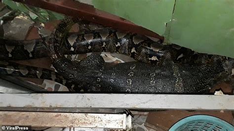 Regurgitates Python 的图像结果