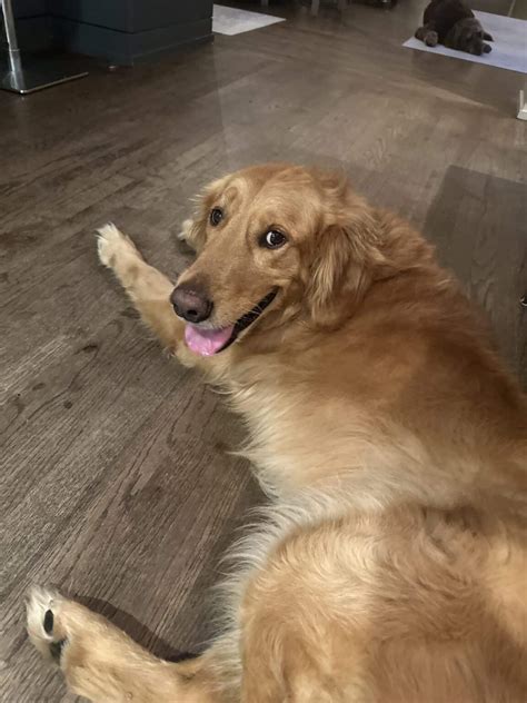 Butter - Adopt A Golden Atlanta