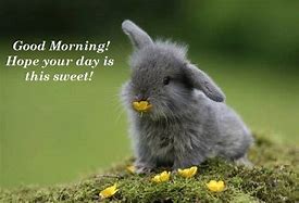 Image result for Good Morning Cute Baby Animals
